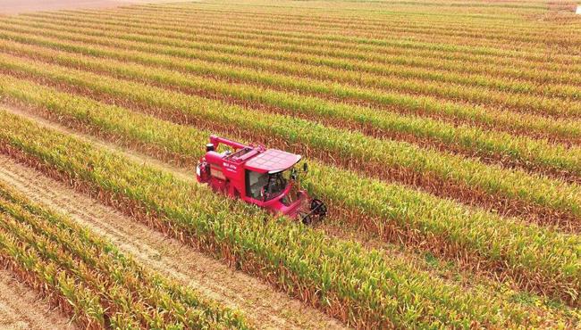 多元化種植喜提“一田雙收”